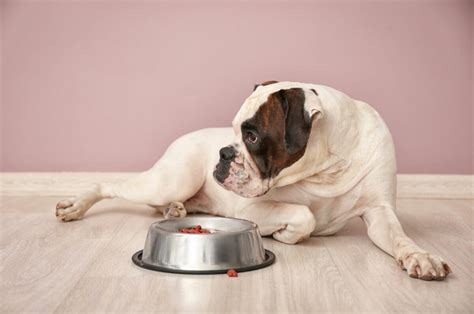 Boxer Feeding Chart: All There Is To Know