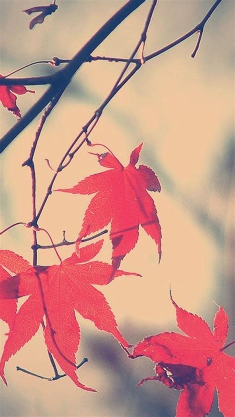 Autumn Romance Maple Leaf Branch iPhone Wallpapers Free Download