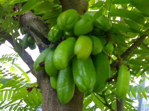 kamias fruits | abundant green fruits.....for sinigang. | Lito Dela Casa | Flickr