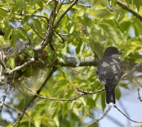 What Robin Sized Black and White Bird Has a White Stripe at the End of Its Tail? | Natural ...