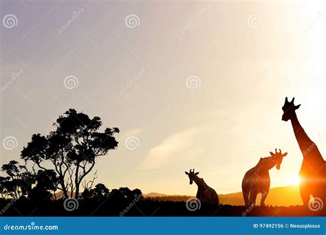 Safari sunset landscape stock photo. Image of sunrise - 97492156