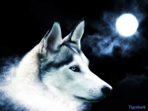 ~♥ Wolves ♥ ~ - Wolves Wallpaper (10291435) - Fanpop