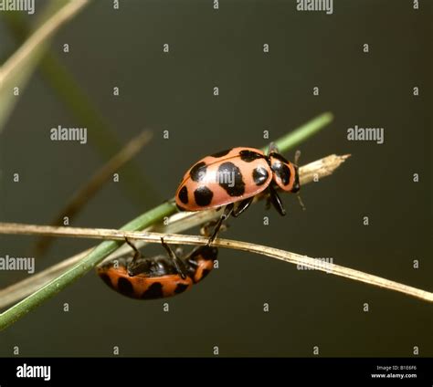 SPOTTED LADY BEETLE, LADY BUG OR LADYBIRD BEETLE (CERATOMEGILLA MACULATA; COLEMEGILLA MACULATA ...