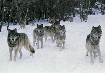 Pack of grey wolves (Canis lupus) in snow - Stock Image - Z932/0057 - Science Photo Library