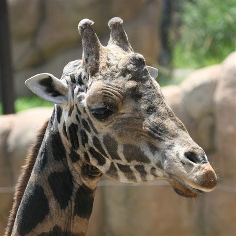 Giraffe Feeding Time - Communicate Science