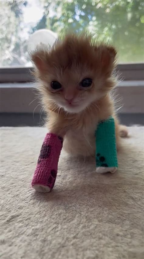 How did viral kitten Tater Tot die? | The US Sun