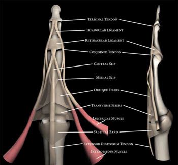 Extensor Tendon Injuries of the Finger | Radsource