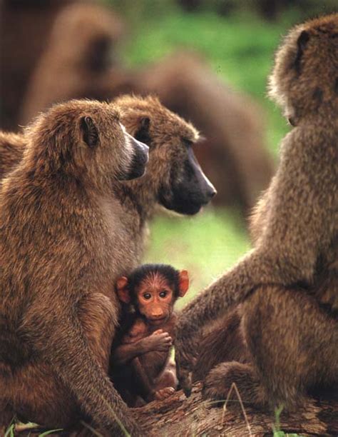 Encyclopaedia of Babies of Beautiful Wild Animals: June 2011