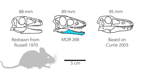 1st of their kind baby tyrannosaur fossils unearthed | Live Science