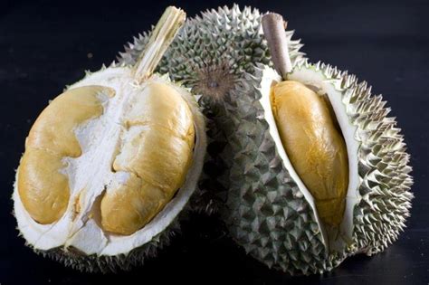 Durian Info: D 200 - Black Thorn or Durian Duri Hitam