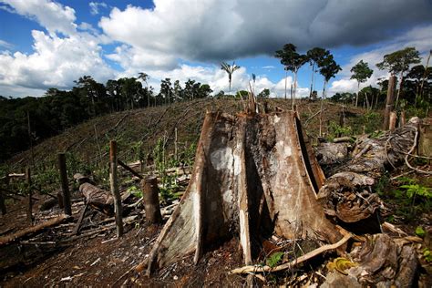 Deforestation And Illegal Construction: A Threat To Sri Lanka’s Natural ...