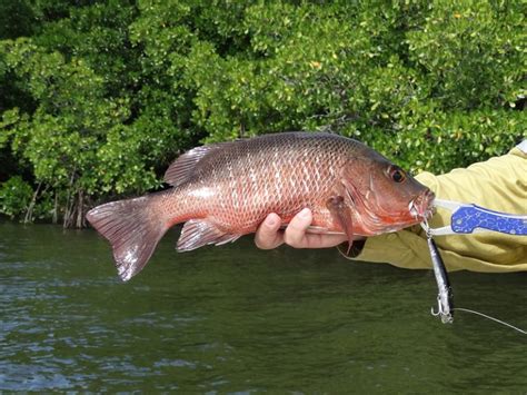 Fish Species Of North Queensland - Mangrove Jack