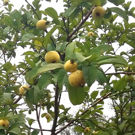 Muda de Goiaba - Psidium guajava na Flora Londrina Viveiro