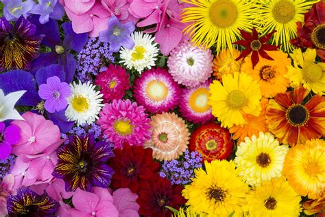 10 fleurs géniales à planter et à voir fleurir cet été - Femmes d'Aujourd'hui