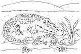 Crocodile Coloring Page To Printable  Free Pages sketch template