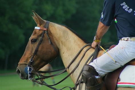 Polo Players Give Thanks | HORSE NATION