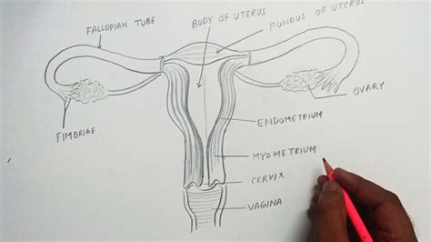 Female Reproductive System Diagram With Labels