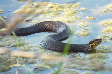 Water Snakes In Georgia Pictures - Red Bellied Watersnake Georgia Wildlife Federation : What ...