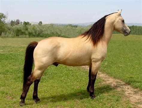 Beautiful Buckskin Morgan | Horses, Horse breeds, Morgan horse