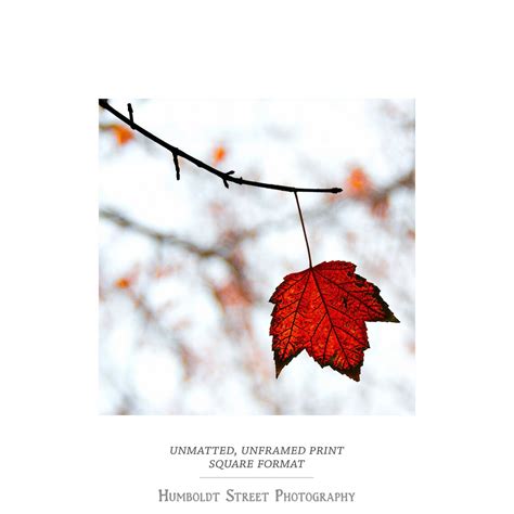 The Leaf Nature Photography Autumn Fall Leaves Leaf Photograph Fine Art Color Photography Red ...