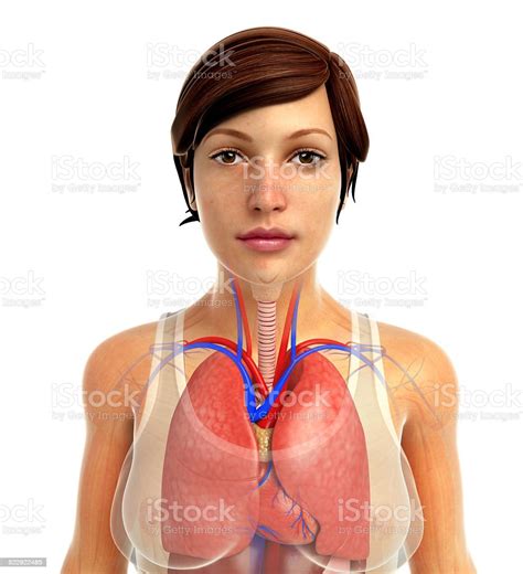 Male Lungs Anatomy Stock Photo - Download Image Now - Alveolus, Anatomy ...