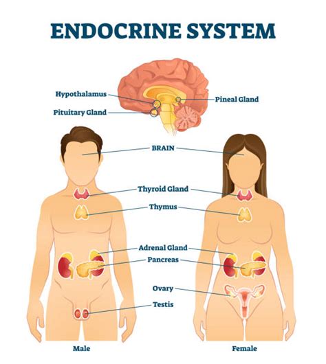 Endocrine System Labeled Diagram Illustrations, Royalty-Free Vector ...