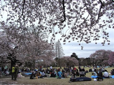 Shinjuku Gyoen Park Tokyo Cherry Blossom JA adj IMG_0587