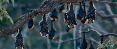 Flying-foxes – Bat Conservation and Rescue QLD Inc