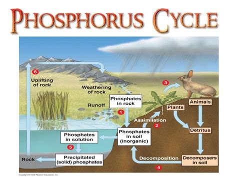 Phosphorus cycle