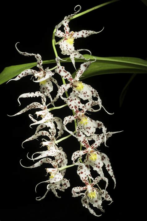 Oncidium naevium (Lindl.) Beer, Prakt. Stud. Orchid.: 289 … | Flickr
