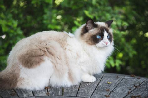 Mèo Ragdoll – Cách nuôi, giá bán, nguồn gốc và đặc điểm