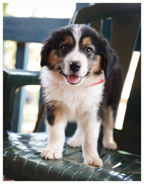 8 week old black tri puppy Collie Puppies, Border Collies, Corgi, Olds ...