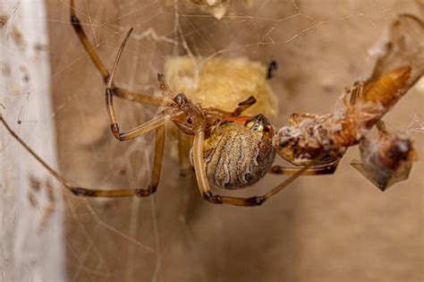 Premium Photo | Female adult brown widow spider