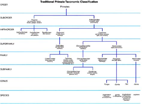 Primate Evolution Chart