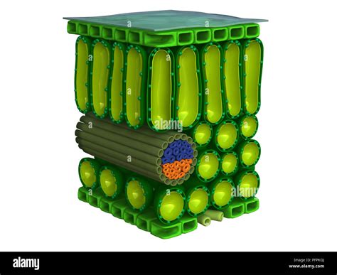 Palisade Cell High Resolution Stock Photography and Images - Alamy