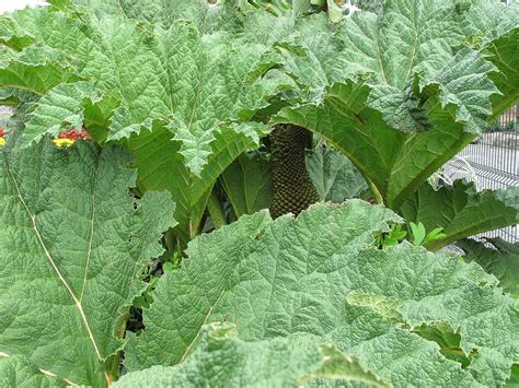 Giant Rhubarb Plant Photograph by Cindy Kellogg - Pixels