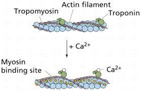 Calcium Ion In Muscle Contraction