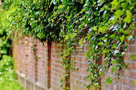 Wall Climbing Plants Ivy - Free photo on Pixabay