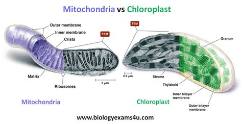 Venn Diagram To Compare And Contrast Chloroplasts And Mitoch