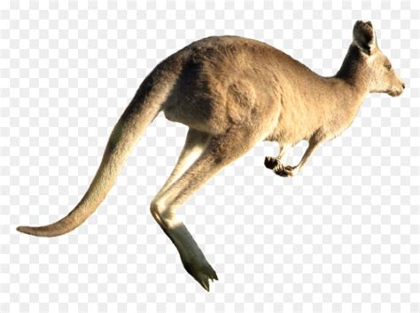 Transparent Kangaroo Clipart Png - Kangaroo Jumping White Background, Png Download - vhv