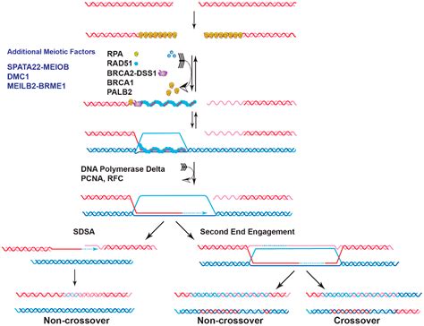 Genes | Free Full-Text | Guardians of the Genome: BRCA2 and Its Partners