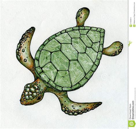 Turtle Shell Drawing at GetDrawings | Free download