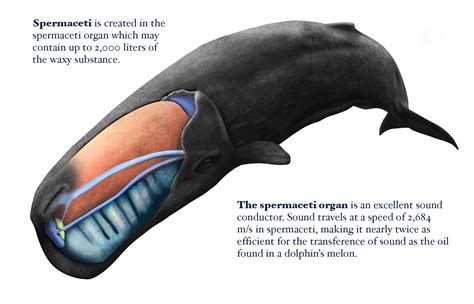 Behavior Communicating – Sperm Whales