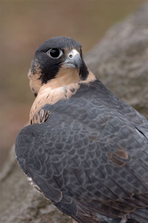 Cooper's Hawk, Hawk Bird, Osprey Bird, Merlin Bird, Northern Goshawk, Harris Hawk, American ...