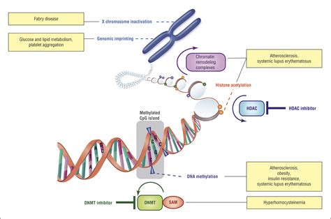 Emerging Role of Epigenetics in StrokePart 1: DNA Methylation and Chromatin Modifications ...