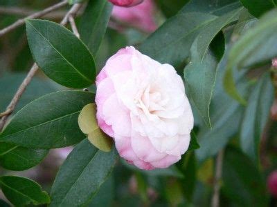 Pruning Camellias: How To Prune A Camellia Plant | Camellia plant, Bonsai tree types, Camellia tree