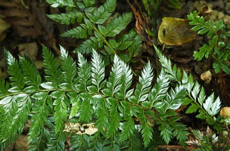 Woodland Fern Garden Gallery — Whitehall