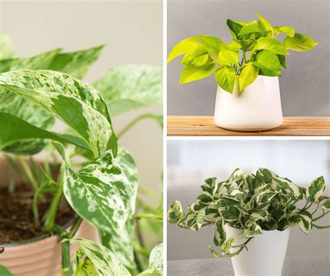 Identifying Types Pothos