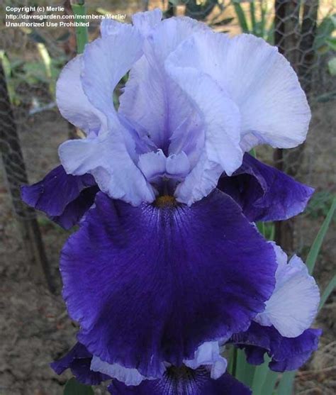 PlantFiles Pictures: Tall Bearded Iris 'Over Alaska' (Iris) by laketahoe