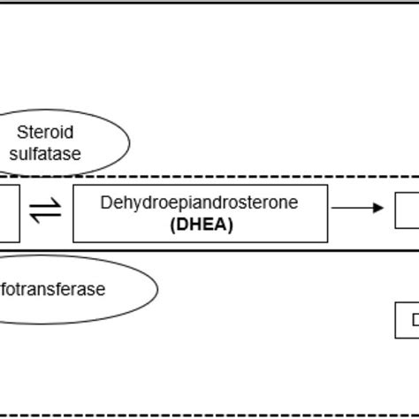 Schematic diagram showing the steroidogenesis pathway involving DHEA(S)... | Download Scientific ...